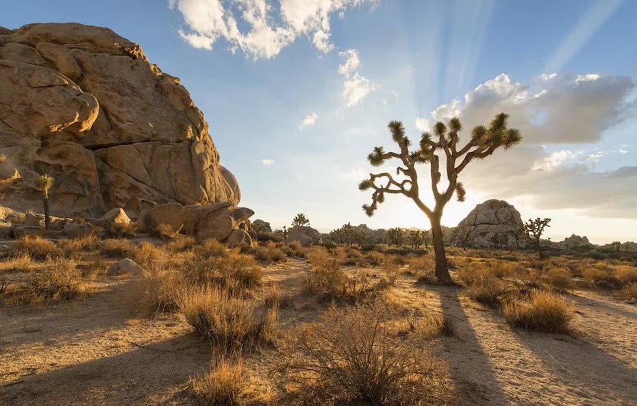 Mojave Desert, Nevada, USA